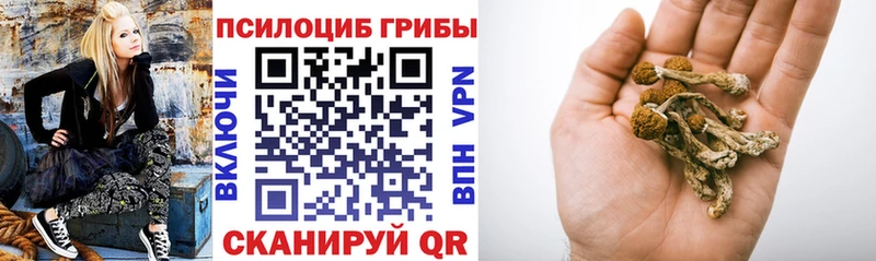 Псилоцибиновые грибы Cubensis  как найти закладки  Гаврилов-Ям 